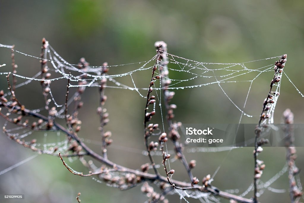 branch with dew drops and spider cobweb Abstract Stock Photo