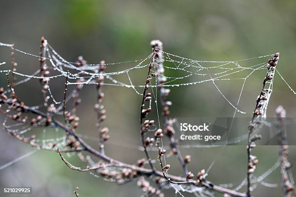 Branch With Dew Drops And Spider Cobweb Stock Photo - Download Image Now - Abstract, Autumn, Backgrounds