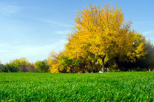 A photo of autumn  - natural background