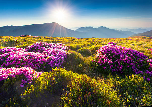 istock Magic pink rhododendron flowers in the mountains. 521030031