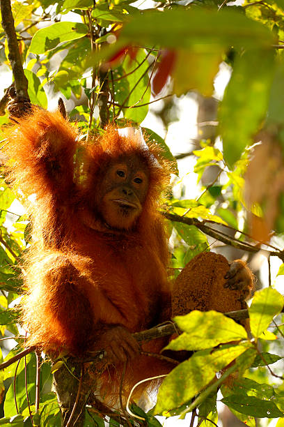 young orangutan eating insects in the jungle of Sumatra, Indonesia stock photo