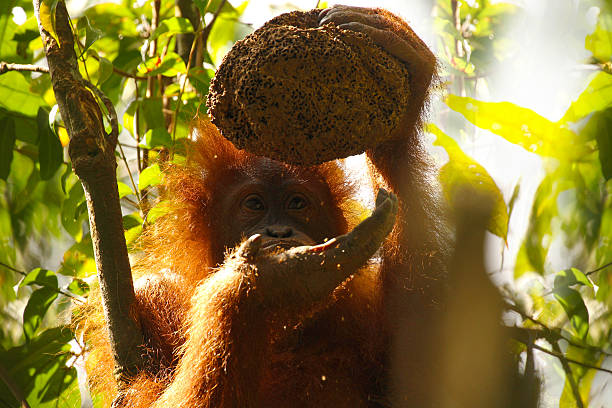 young orangutan eating insects in the jungle of Sumatra, Indonesia stock photo
