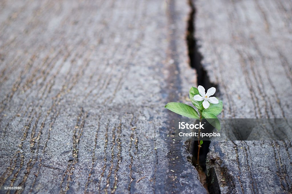 white flower growing on crack street, soft focus white flower growing on crack street, soft focus, blank text Hope - Concept Stock Photo