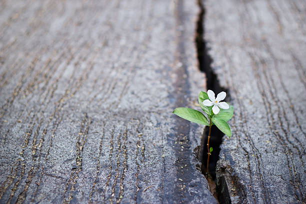 white flower growing on crack street, soft focus white flower growing on crack street, soft focus, blank text sidewalk photos stock pictures, royalty-free photos & images
