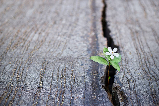 white flower growing on crack street, soft focus white flower growing on crack street, soft focus, blank text hope stock pictures, royalty-free photos & images