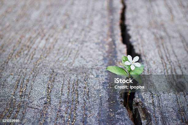 White Flower Growing On Crack Street Soft Focus Stock Photo - Download Image Now - Hope - Concept, Nature, Flower