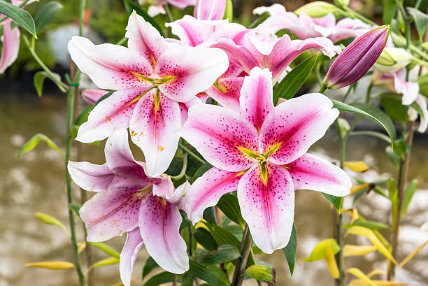 bella rosa giglio del giardino - zephyranthes lily foto e immagini stock