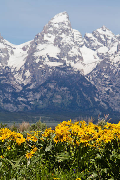 Grand Teton and Arrowleaf Grand Teton National Park snake river valley grand teton national park stock pictures, royalty-free photos & images