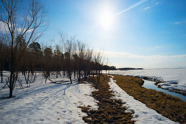 istock Wide stream in the spring . Siberia, Yugra. 521036394