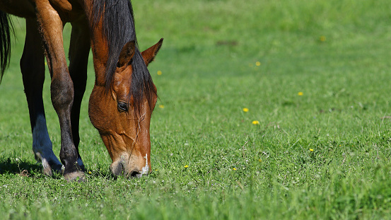 Brown horse grazing in green field with yellow dandelion flowers, nature background