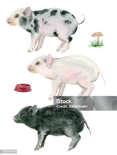 Watercolor Little Pigs Stock Illustration - Download Image Now - Watercolor Painting, Pig, Livestock