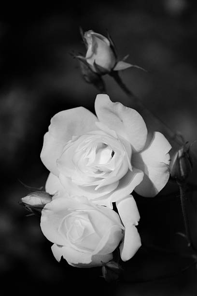 istock Two Roses And Three Buds in Black And White 521036822