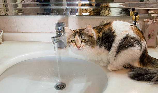 istock Thirsty cute cat waiting on the washbasin 521036936