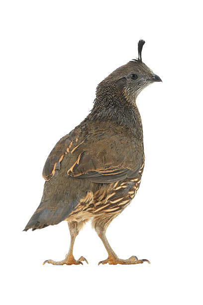 istock female California Quail 521037458