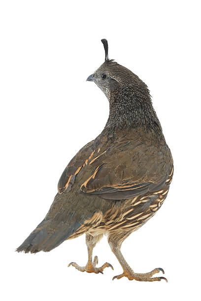 istock female California Quail 521037472