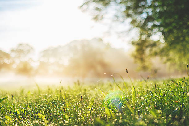 wczesne mglisty poranek na dzikim meadow - fog landscape sun sunlight zdjęcia i obrazy z banku zdjęć