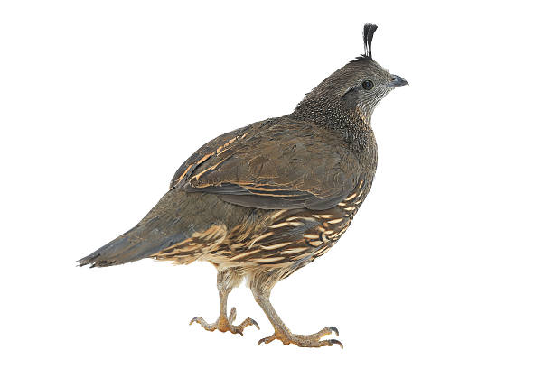 istock female California Quail 521037490
