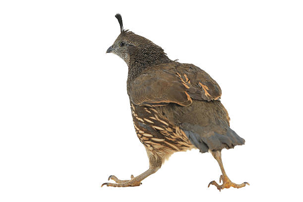 istock female California Quail 521037494