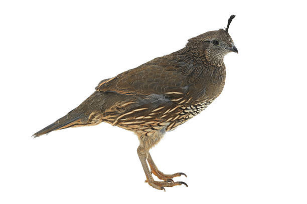 istock female California Quail 521037514