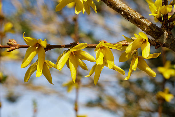 istock Bright yellow Forsythia flowers on blue spring sky 521037758