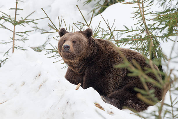 istock Brown bear grizzly portrait in the snow 521037991