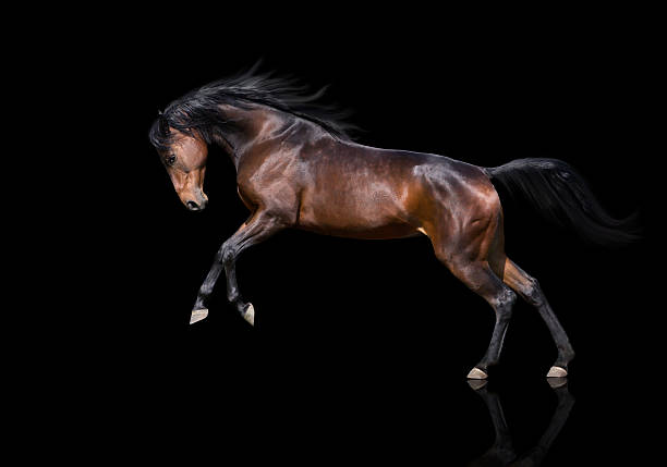 istock isolate of the brown horse jumping on the black  background 521038030