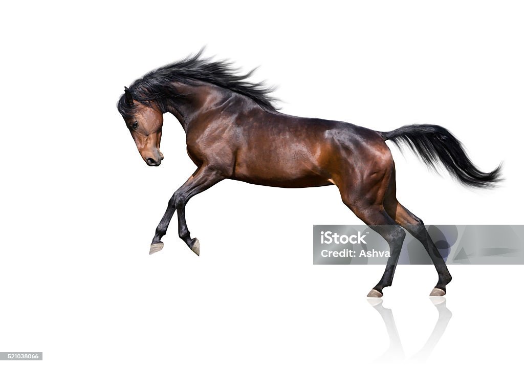 Foto de Isolar Do Marrom Cavalo Pulando No Fundo Branco e mais fotos de  stock de Cavalo - Família do cavalo - Cavalo - Família do cavalo, Correr,  Fundo Branco - iStock