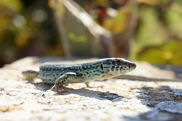The Ibiza wall lizard (Podarcis pityusensis) is a species of lizard in the Lacertidae family. It is most closely associated with the island of Eivissa, or Ibiza, in the Balearic Islands, but has become naturalised in parts of Spain. Like the beautiful island of Formentera. Where this photo was made.