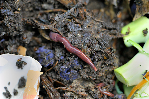 Tiger worm also known as a brandling or compost worm in a wormery with vegetable and general kitchen food waste composting and recycling.