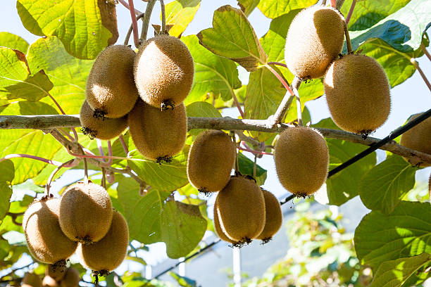 kiwi-wachsende in einem garten - lemon lemon tree tree branch stock-fotos und bilder