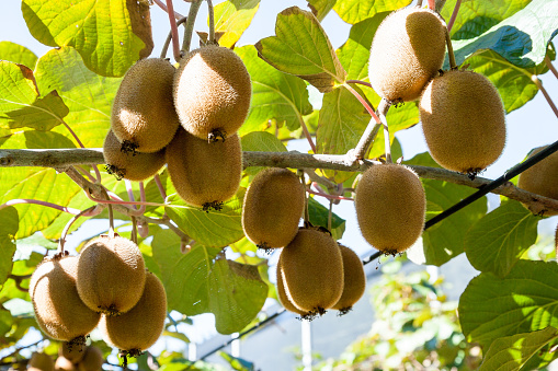 Kiwifruit growing in a garden in France