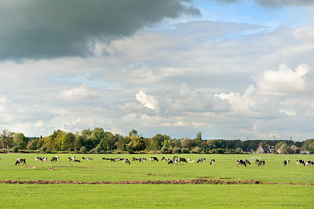 istock cows grazing in a fresh green field 521038591
