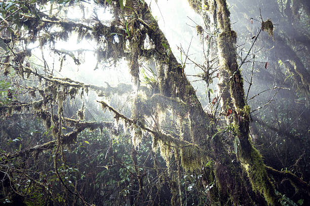Sunlight in the jungle on the road to Machu Picchu mountain