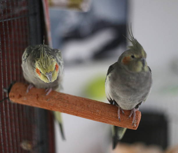 Cockatiel Couple