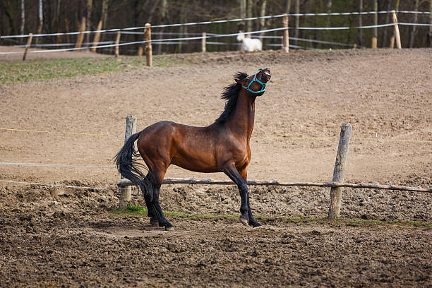 istock The running horse 521038880