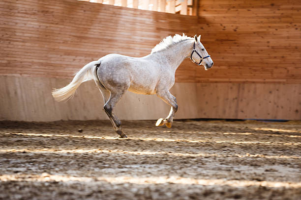 Horse sand bath - Horse rolling on the sand in hot summer