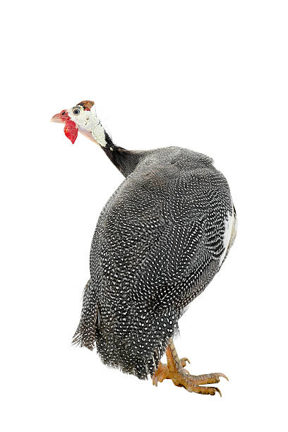 istock Guinea fowl 521039878