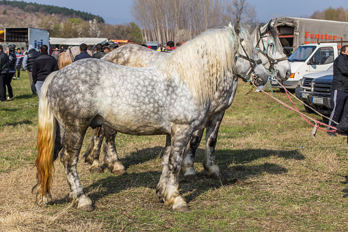 Horseback. Rear View of Three horses. Bottoms of horses with special colors