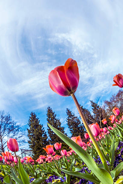 istock beautiful blooming red and pink tulips 521040592