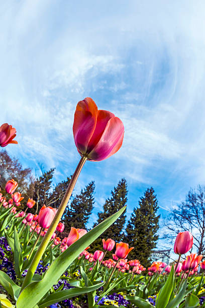 istock beautiful blooming red and pink tulips 521040656