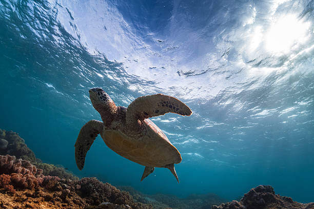 istock Turtle in the sea 521040834