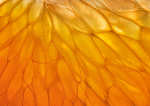 mandarine zellstoff in die hintergrundbeleuchtung - orange frucht fotos stock-fotos und bilder