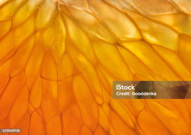 Mandarina En La Pulpa De Retroiluminación Foto de stock y más banco de imágenes de Macrofotografía - Macrofotografía, Naranja - Color, Primer plano