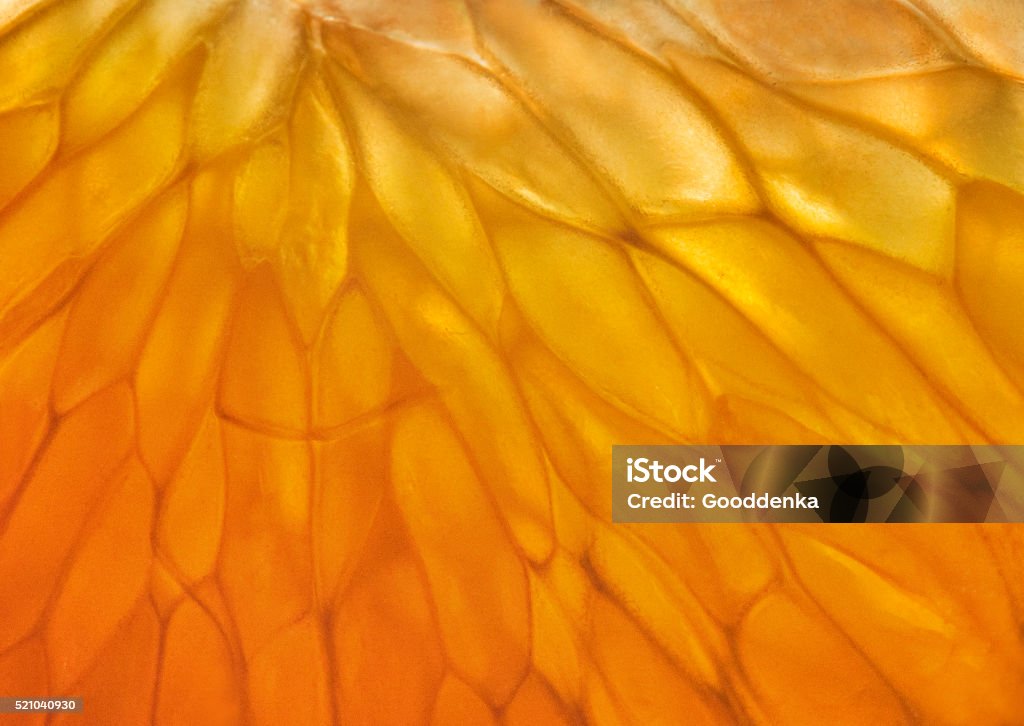 Tangerine pulp in the backlight Close-up of tangerine pulp in the backlight Macrophotography Stock Photo