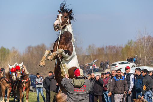 Kalugerovo, Bulgaria - March 19, 2016: St. Theodore's Day or Horse day celebrations in Kalugerovo village, Bulgaria. The event includes horse beauty pageant and horse races called Kushii