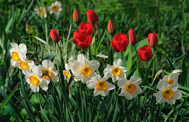 white daffodils and red tulips on the flowerbed close-up