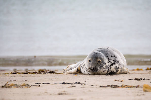 istock Young baby atlantic Grey Seal 521042978