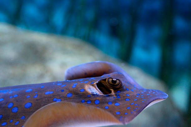 istock Bluespotted ribbontail ray 521043720