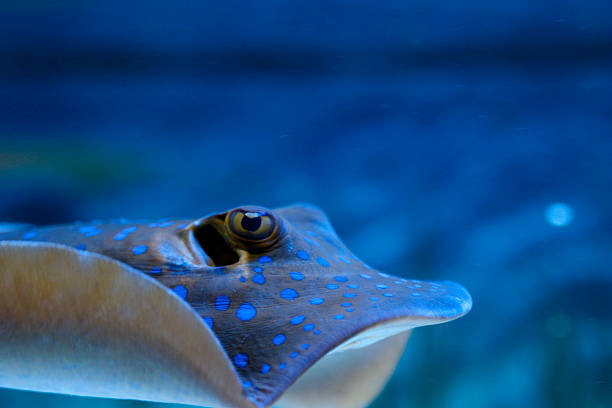 istock Bluespotted ribbontail ray 521043794