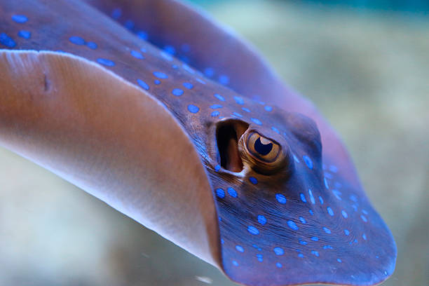 The bluespotted ribbontail ray (Taeniura lymma) is a species of stingray in the family Dasyatidae. Found from the intertidal zone to a depth of 30 m (100 ft), this species is common throughout the tropical Indian and western Pacific Oceans in nearshore, coral reef-associated habitats. It is a fairly small ray, not exceeding 35 cm (14 in) in width, with a mostly smooth, oval pectoral fin disc, large protruding eyes, and a relatively short and thick tail with a deep fin fold underneath. It can be easily identified by its striking color pattern of many electric blue spots on a yellowish background, with a pair of blue stripes on the tail.